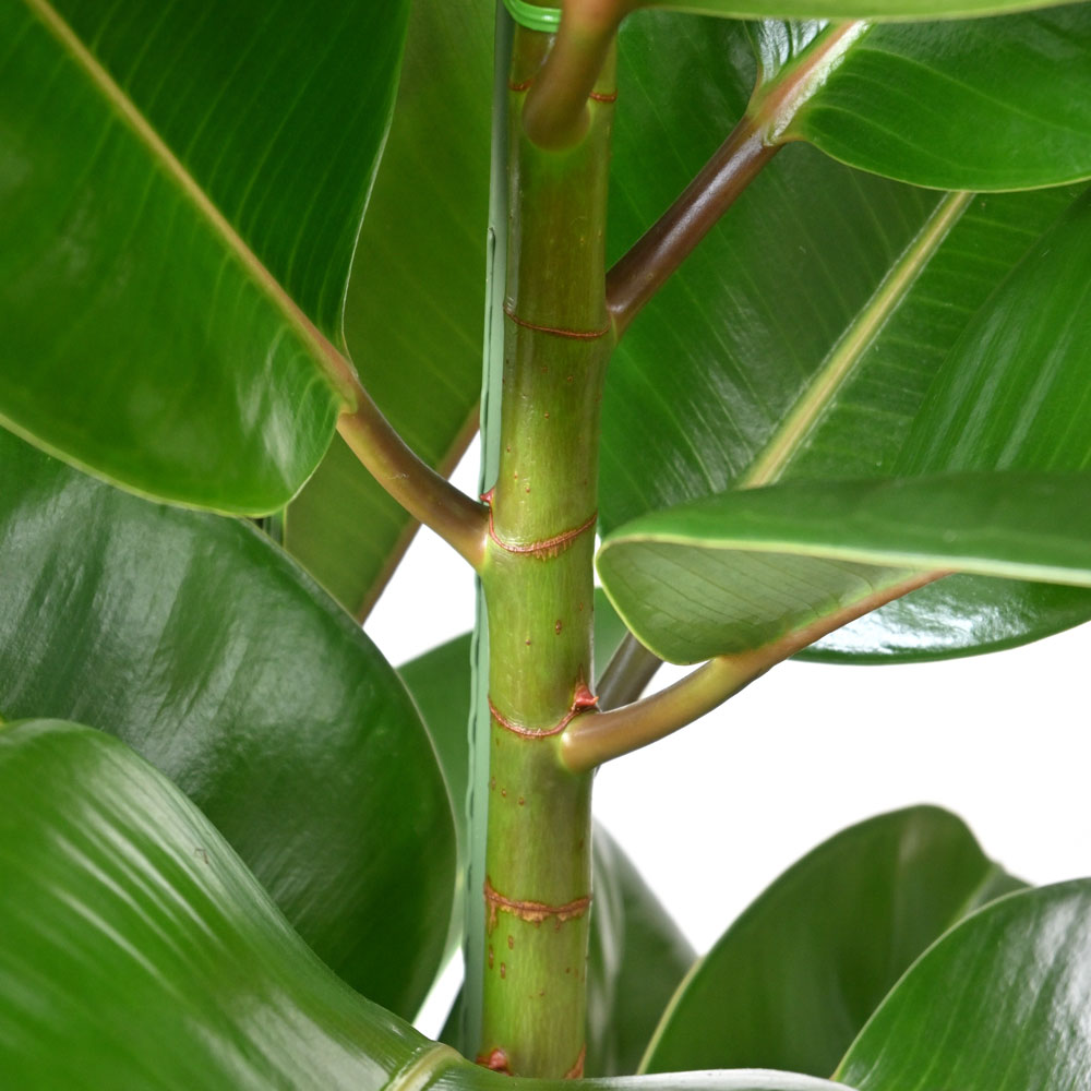 フィカス・ロブスター