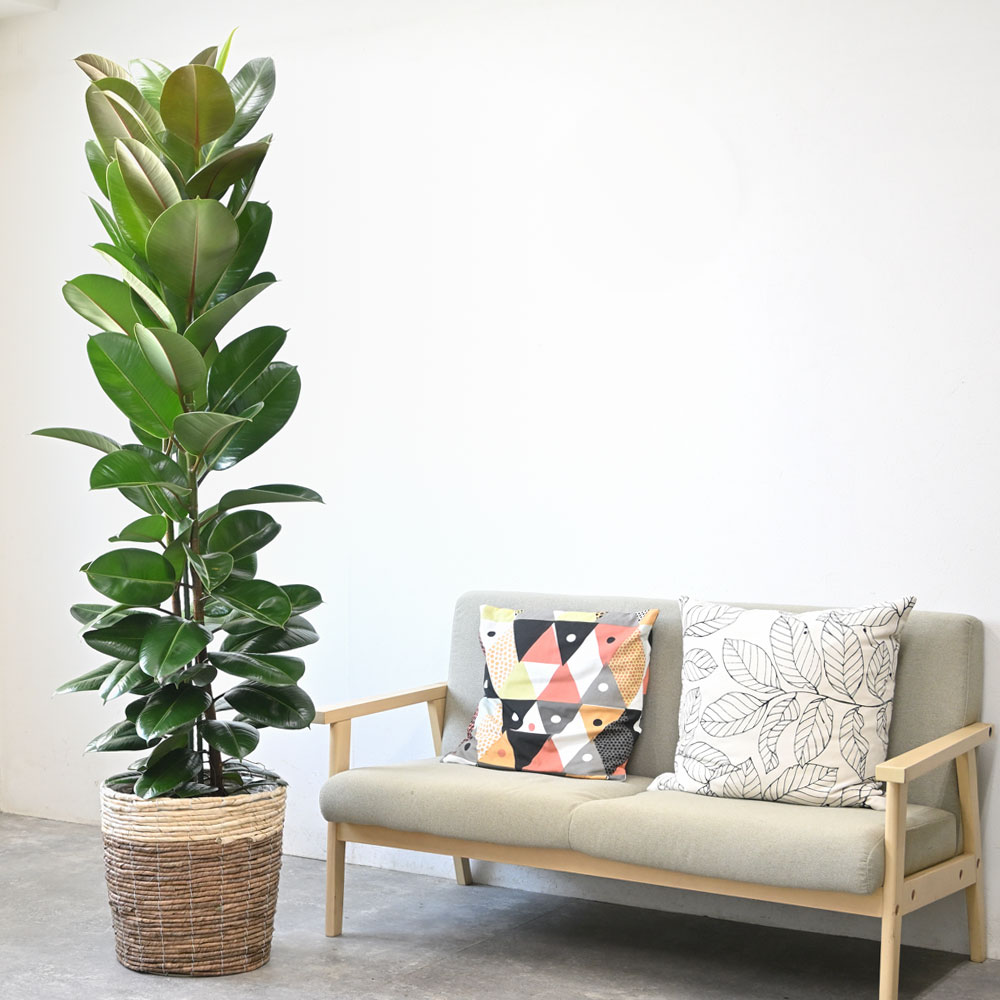 フィカス・ロブスター