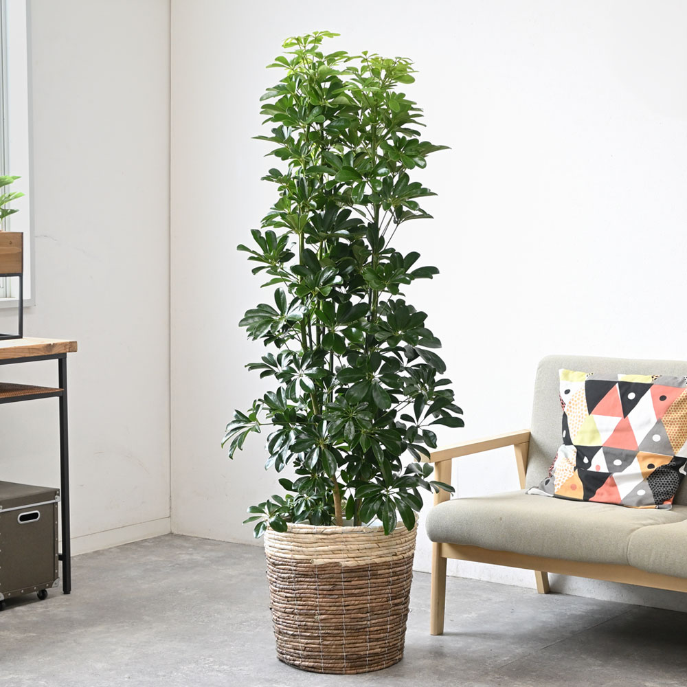 ホンコンカポック