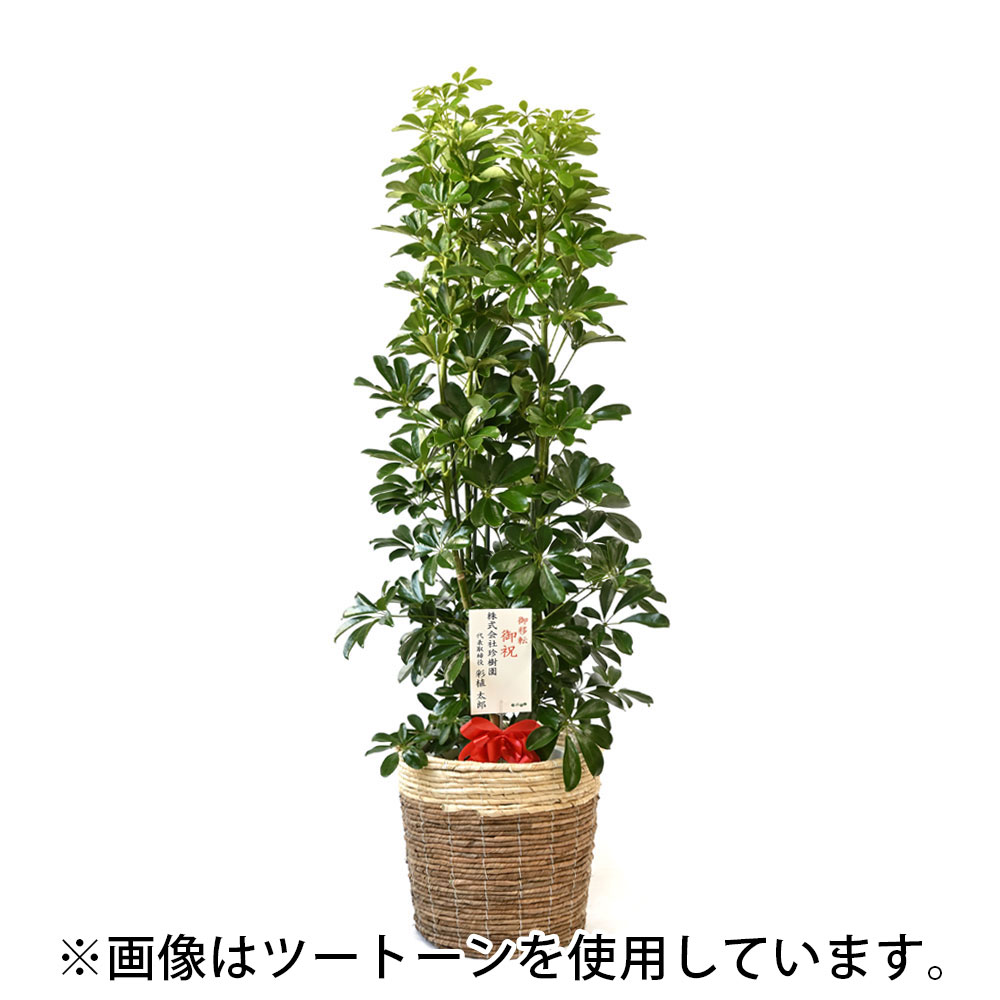 ホンコンカポック