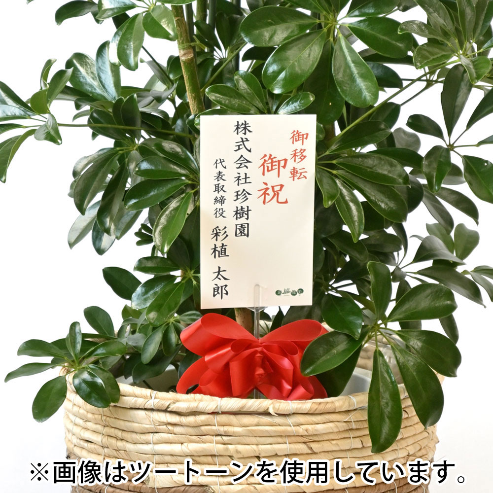 ホンコンカポック