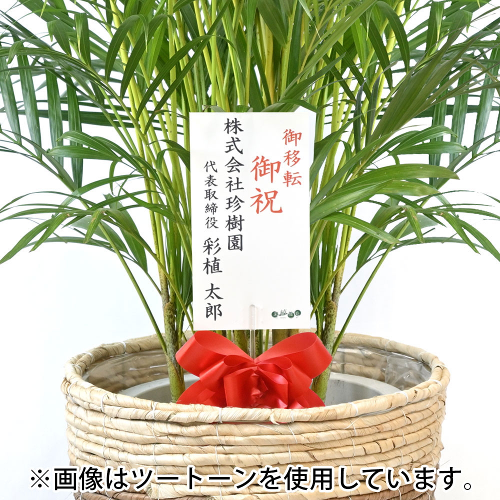 アレカヤシ