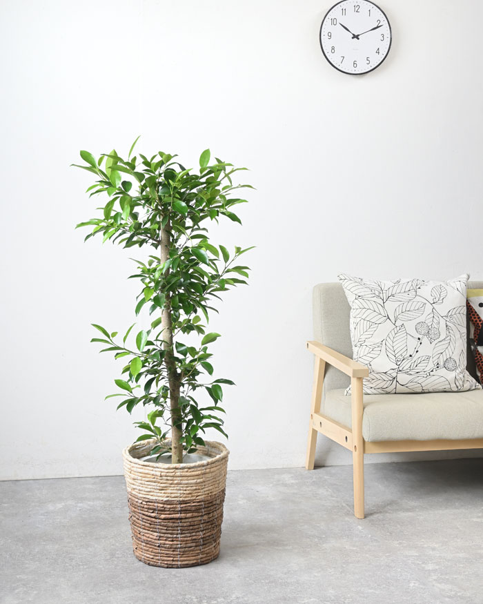 ガジュマル8号鉢