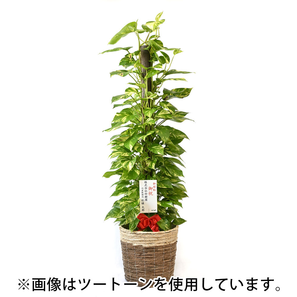 ポトス（ヘゴ仕立て）