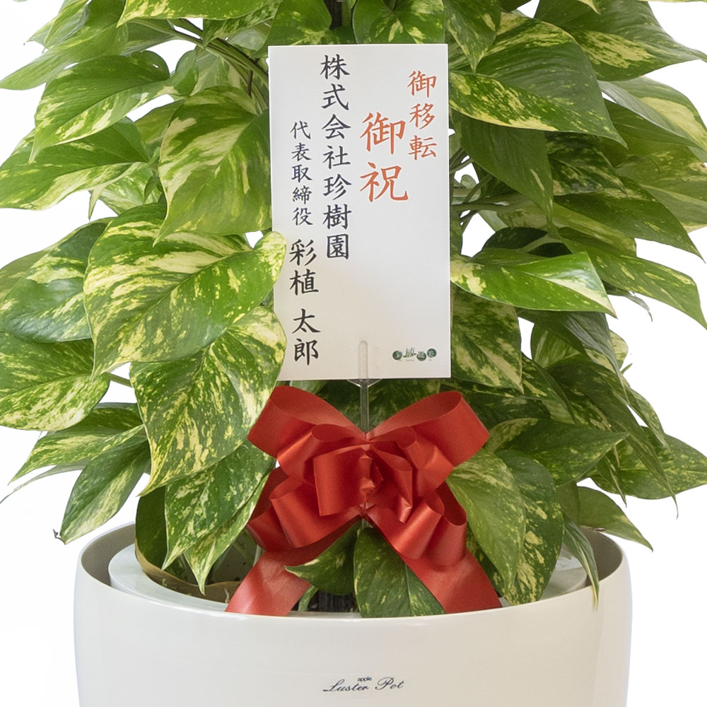 ポトス（ヘゴ仕立て）