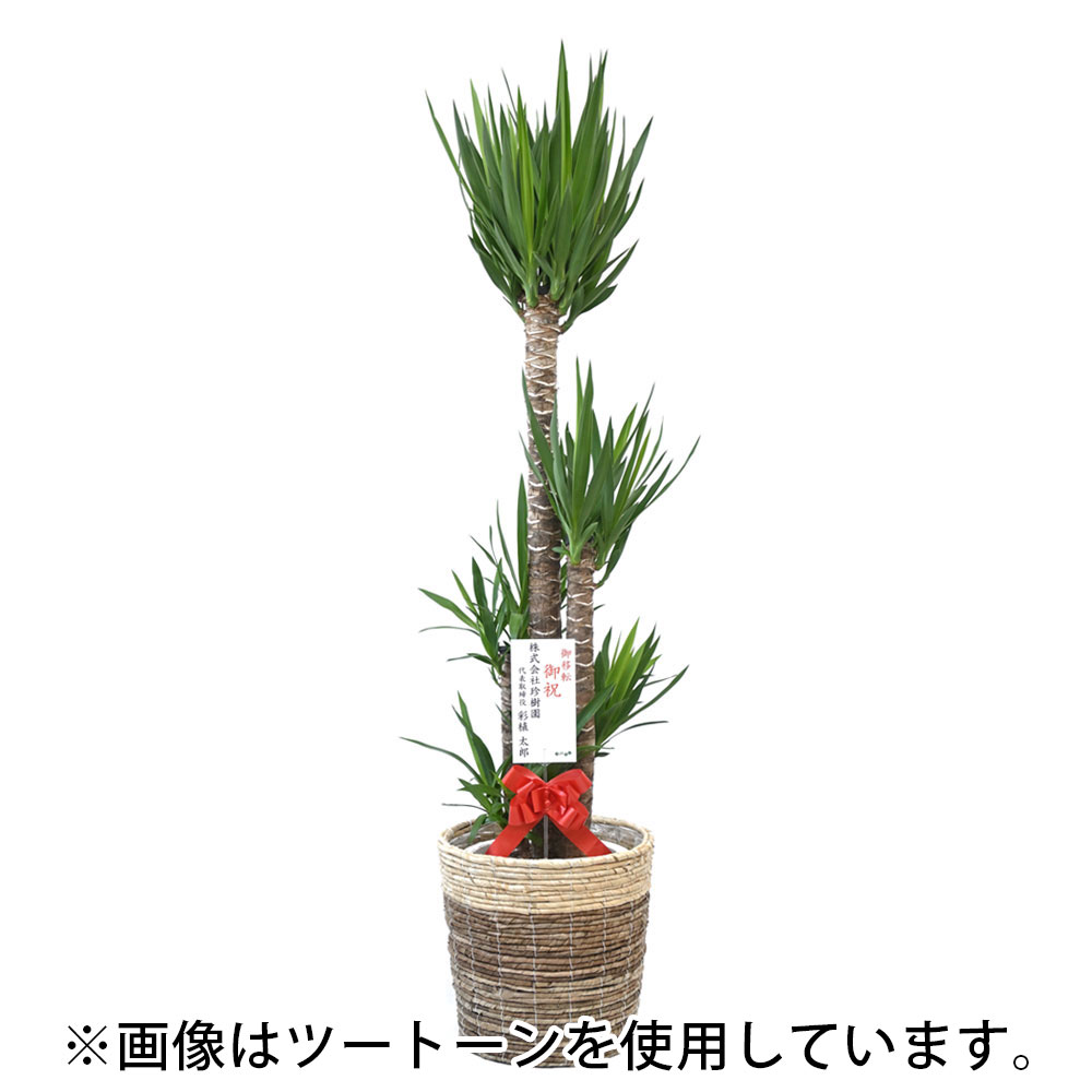 ユッカ・エレファンティペス