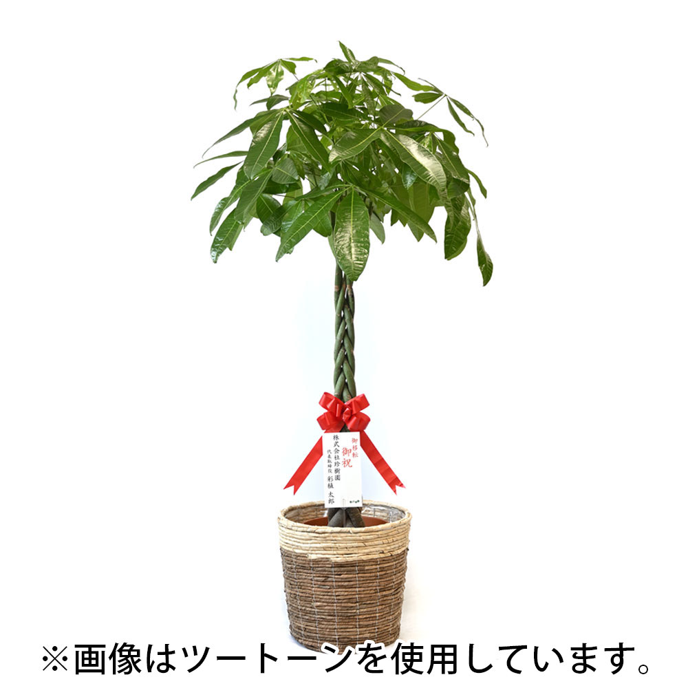 パキラ