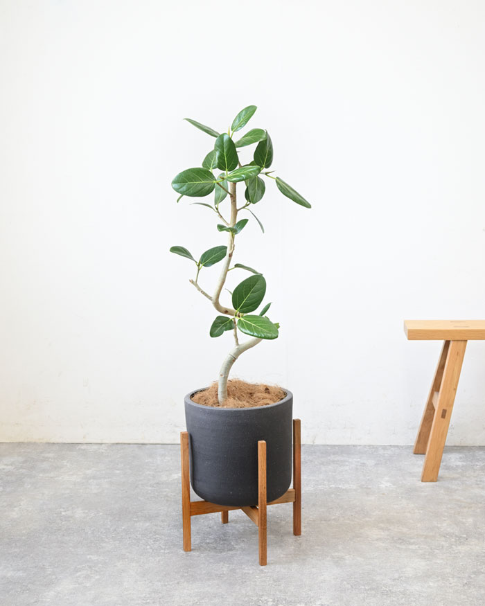 ベンガルボダイジュ