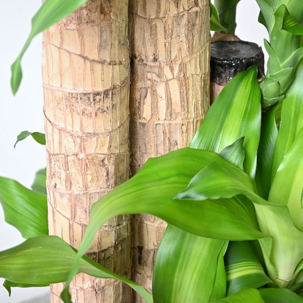 幸福の木（ドラセナ・マッサンゲアナ）