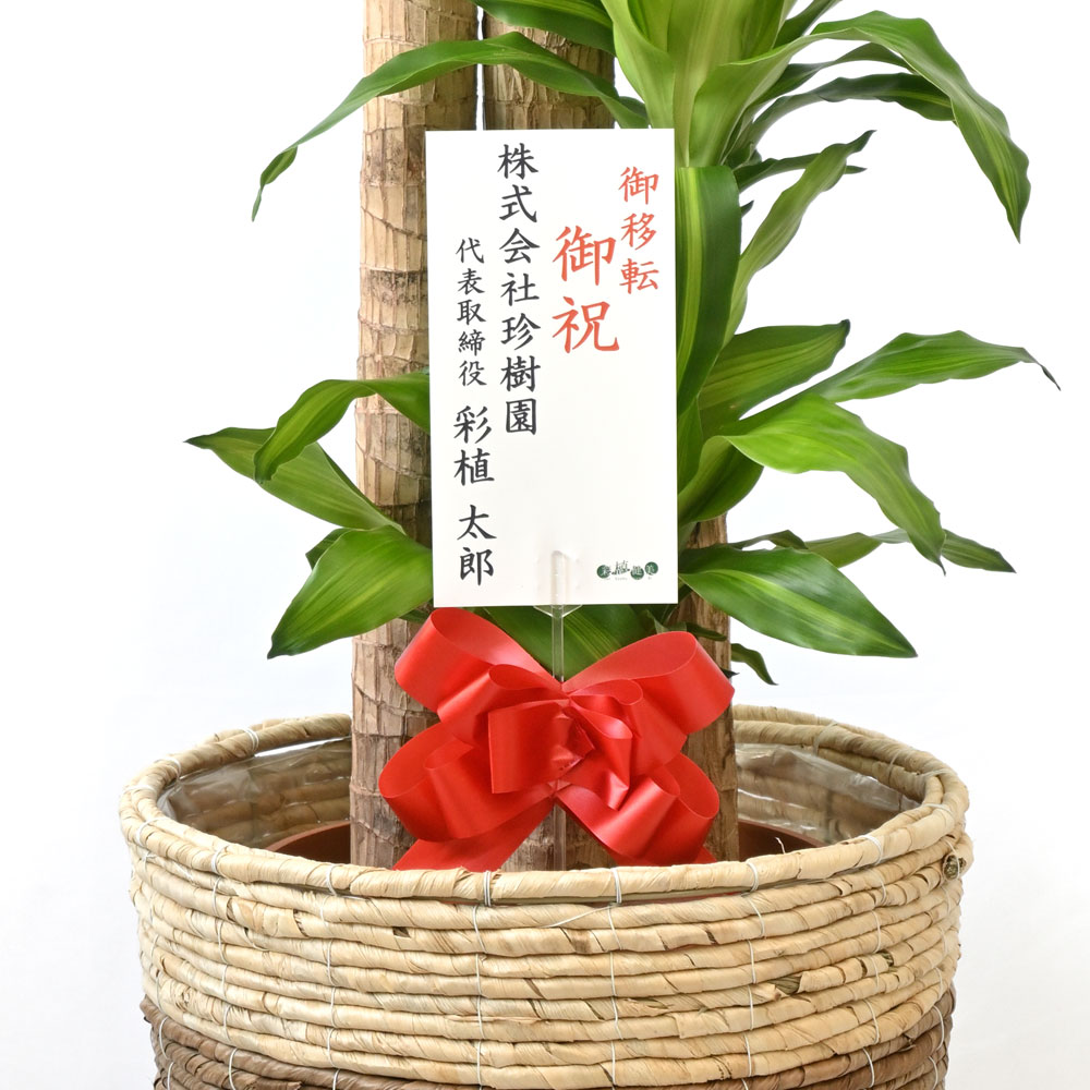 幸福の木（ドラセナ・マッサンゲアナ）