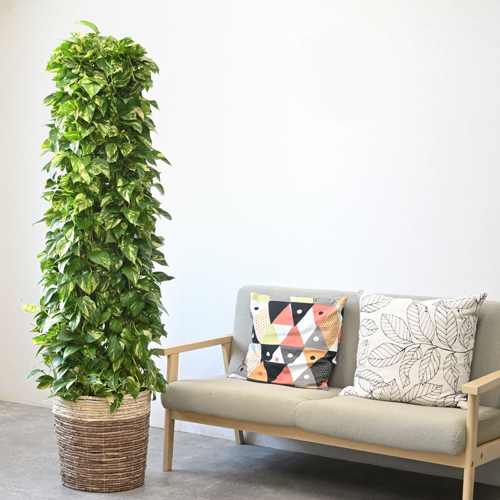 ポトス（タワー仕立て）