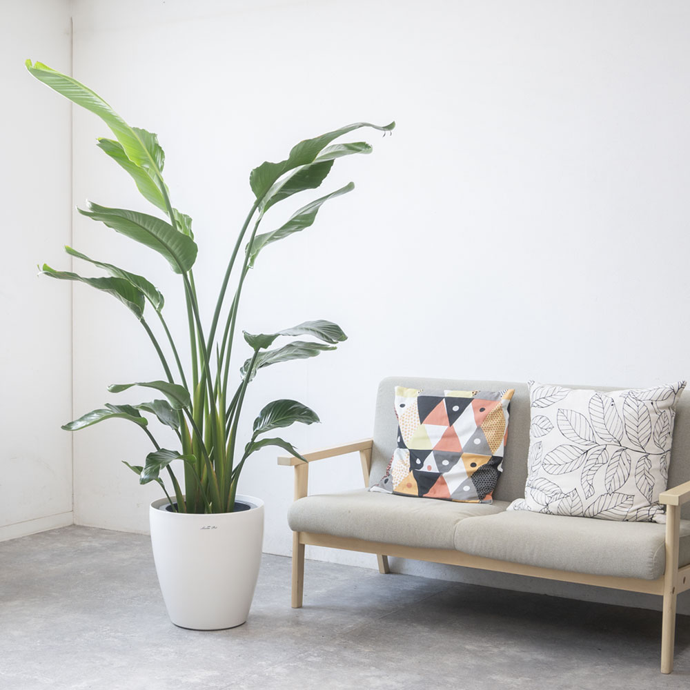 ストレリチア・オーガスタ