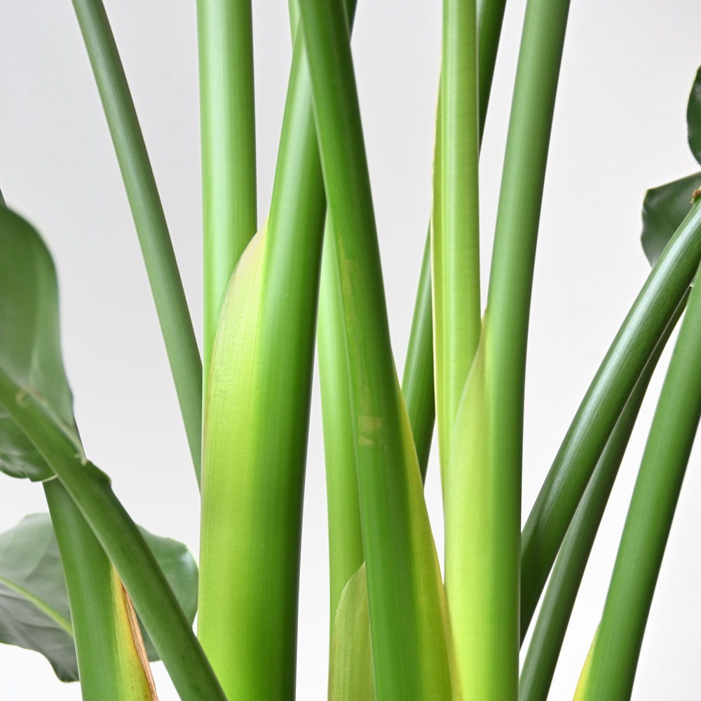 ストレリチア・オーガスタ