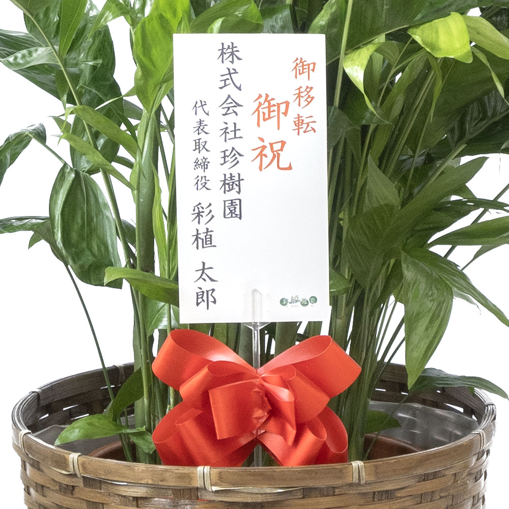 高性チャメドレア