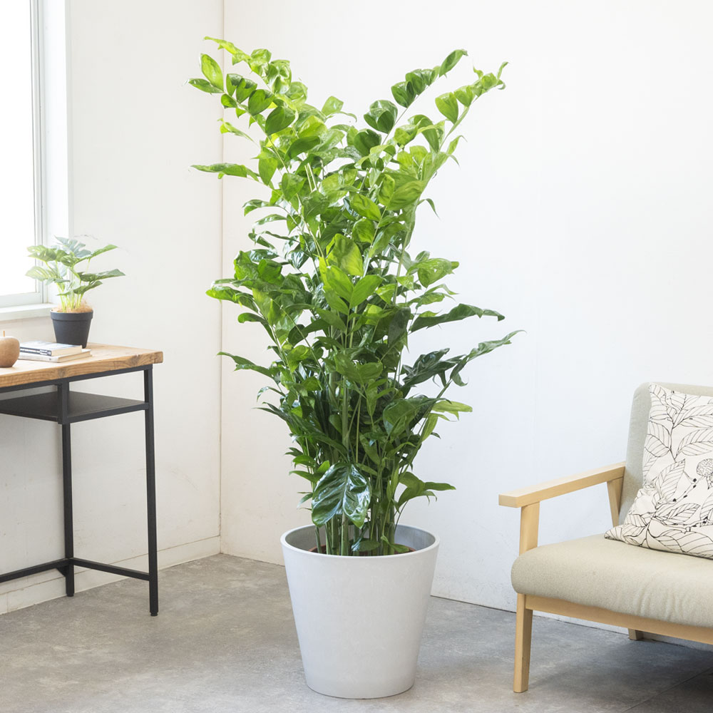 高性チャメドレア