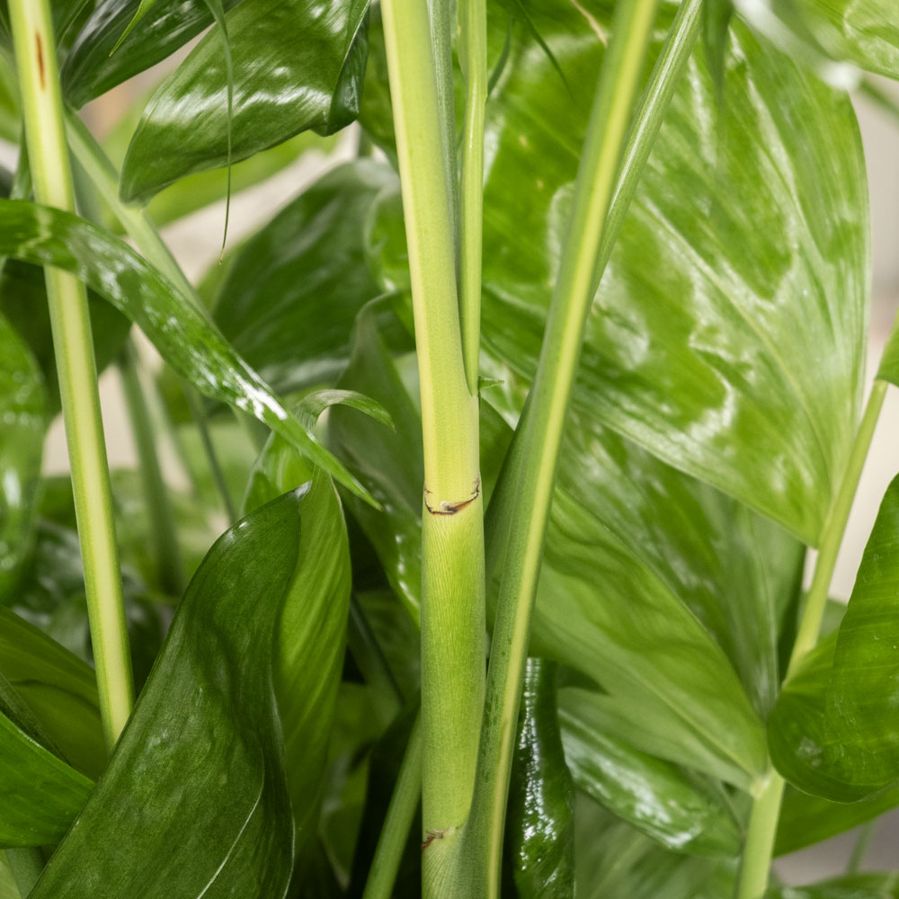 高性チャメドレア