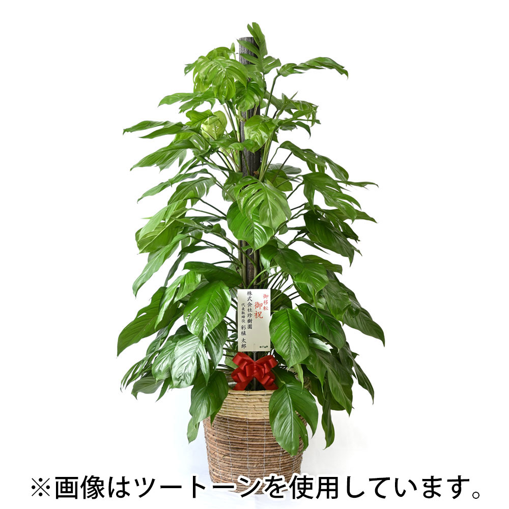 マングーカズラ