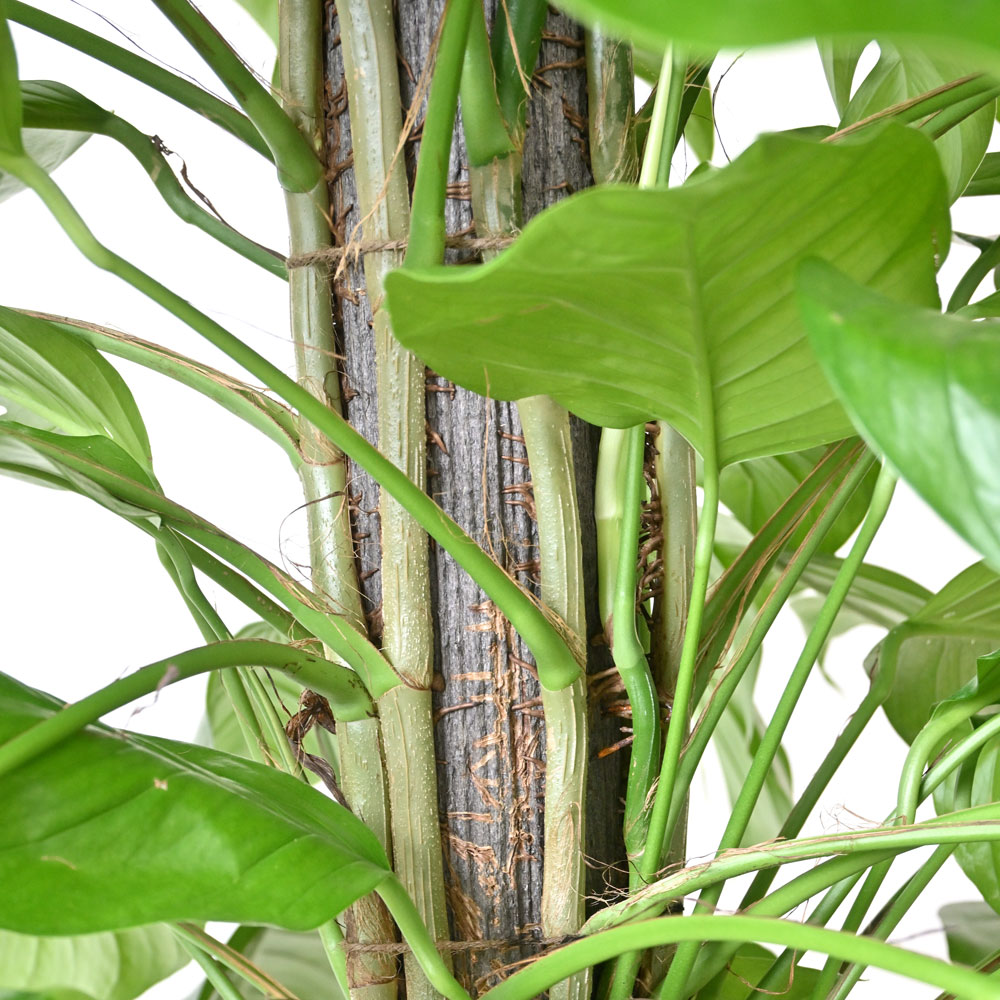 マングーカズラ