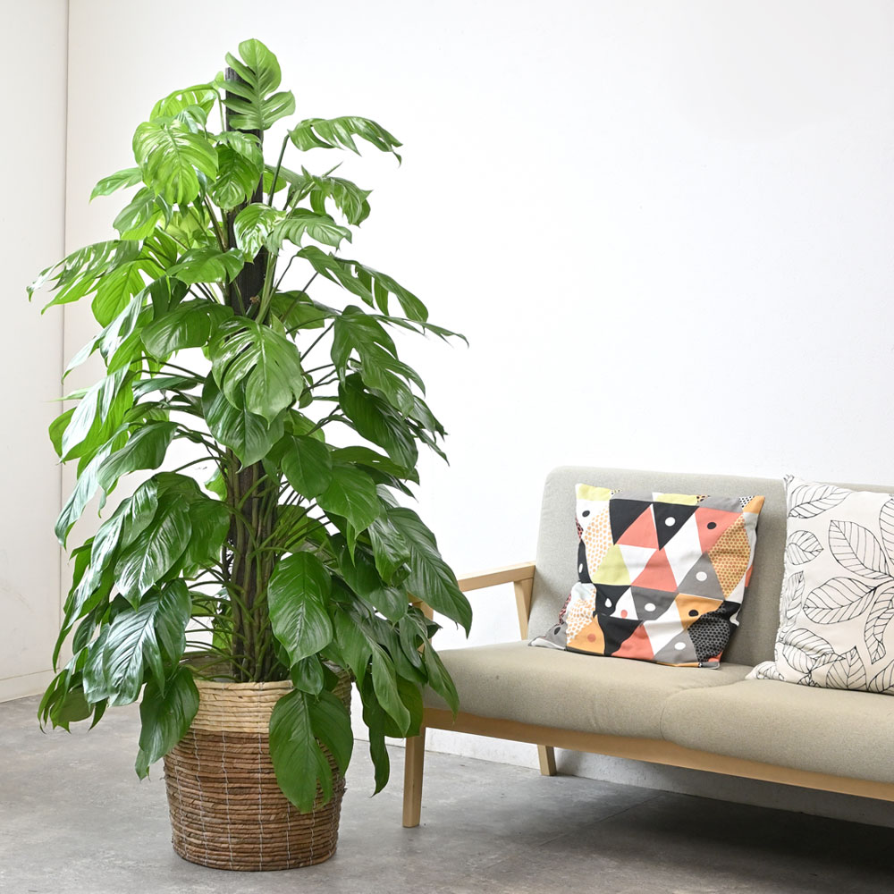 マングーカズラ