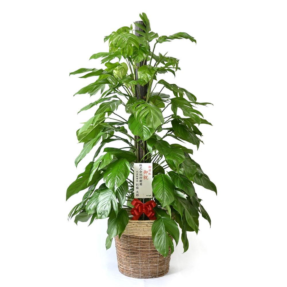 マングーカズラ