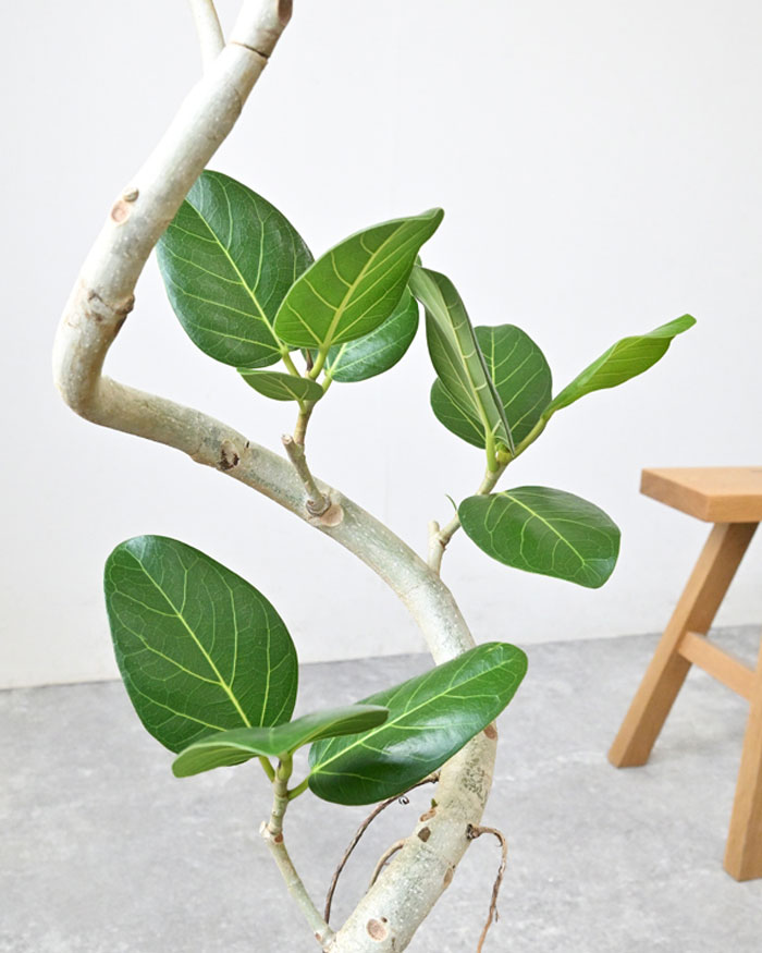 ベンガルボダイジュ 