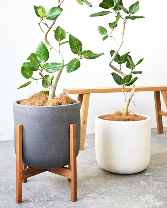 ベンガルボダイジュ 