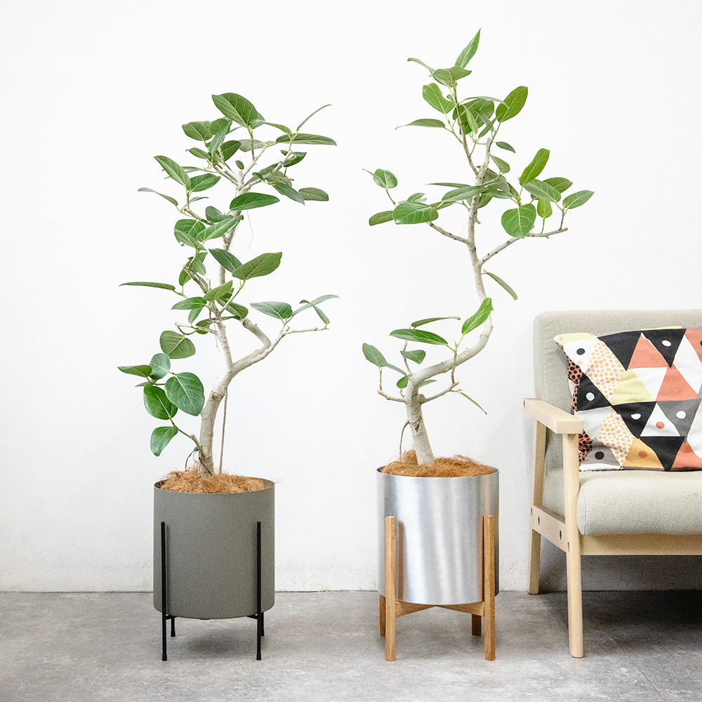 ベンガルボダイジュ