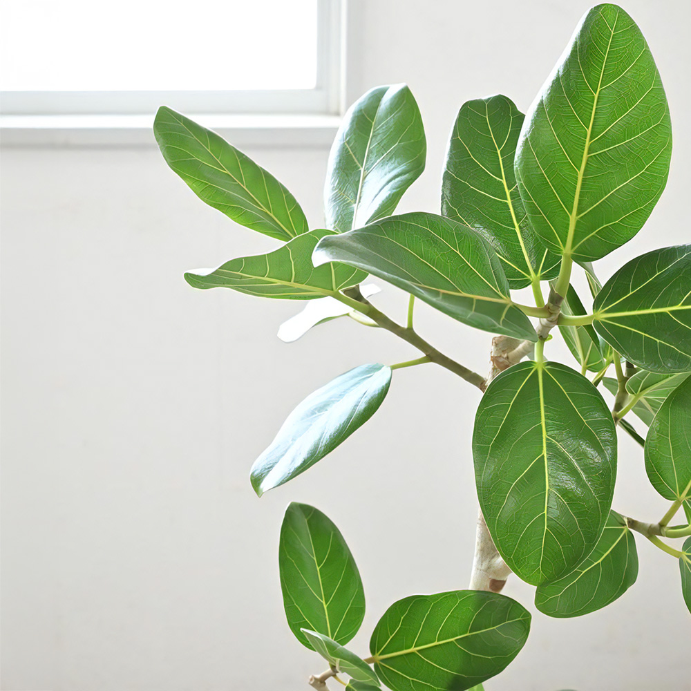 ベンガルボダイジュ