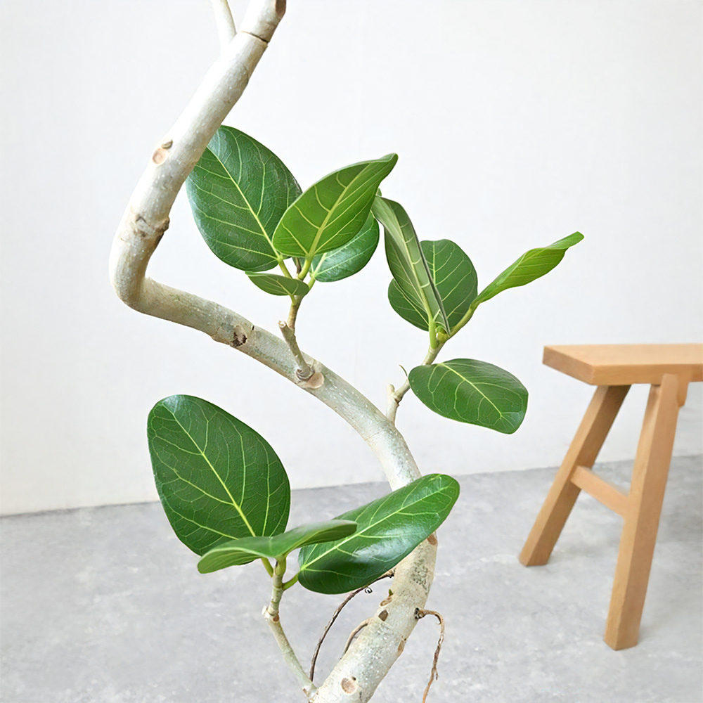 ベンガルボダイジュ 