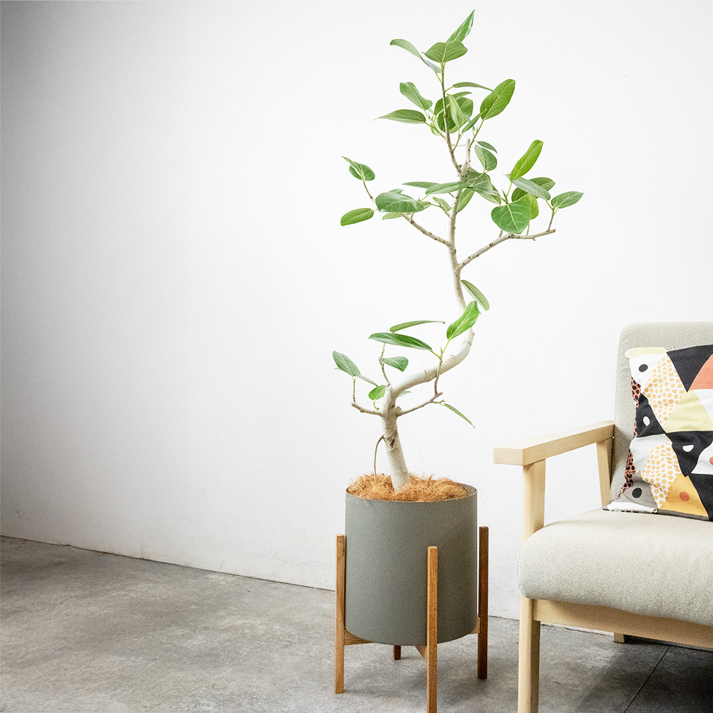 ベンガルボダイジュ 