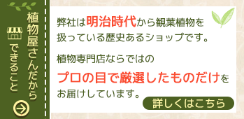 植物屋さんだからできること