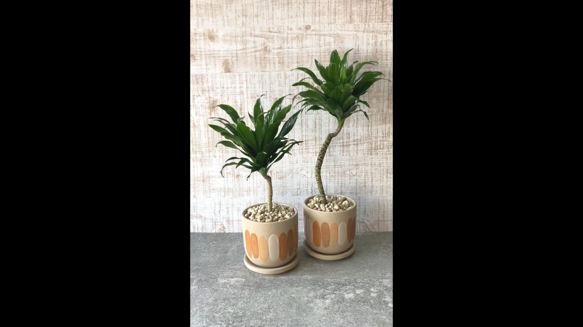 ドラセナコンパクタ