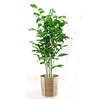 高性チャメドレア