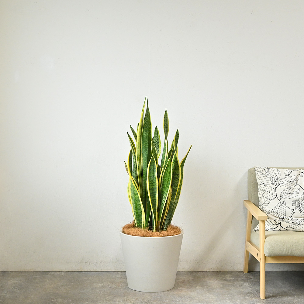 サンスベリア・ローレンティー