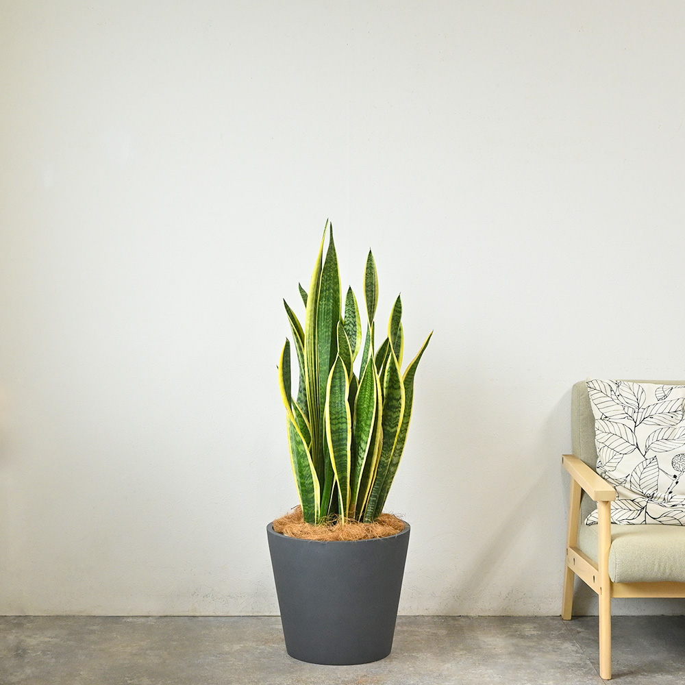 サンスベリア・ローレンティー