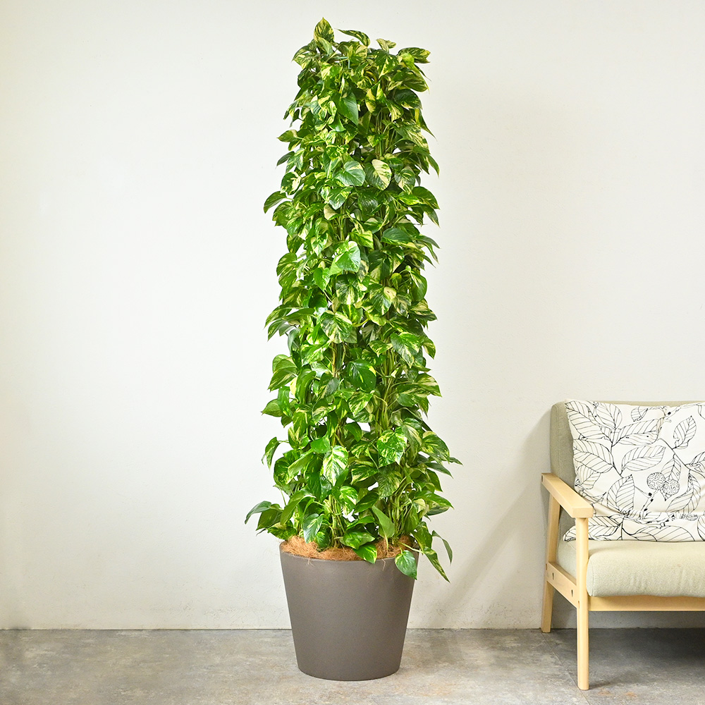 ポトス タワー仕立て