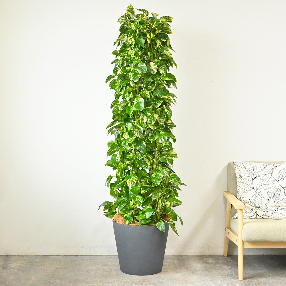 ポトス タワー仕立て