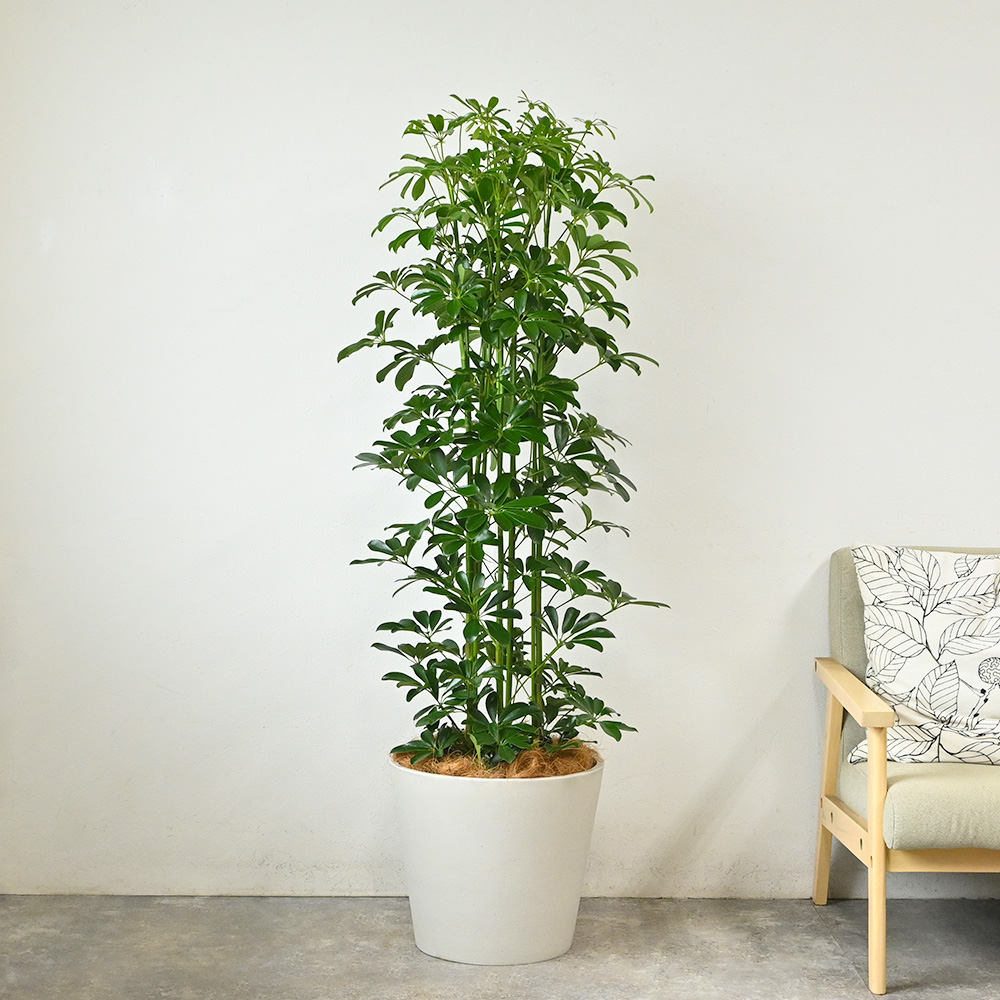 ホンコンカポック