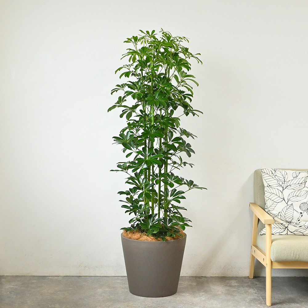 ホンコンカポック