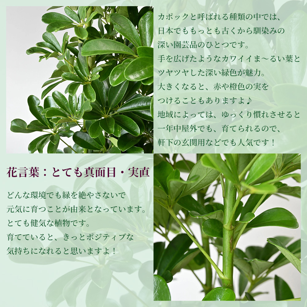 ホンコンカポック