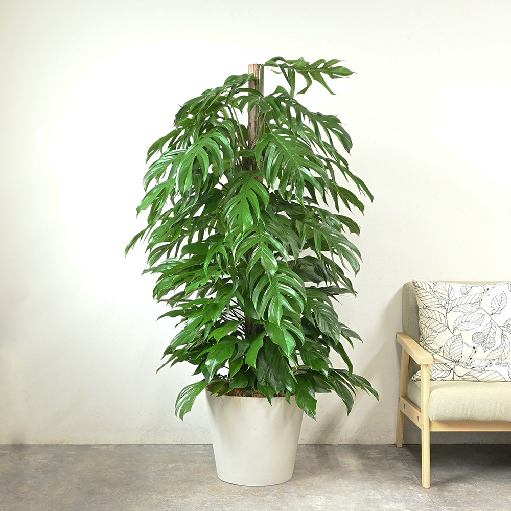 マングーカズラ