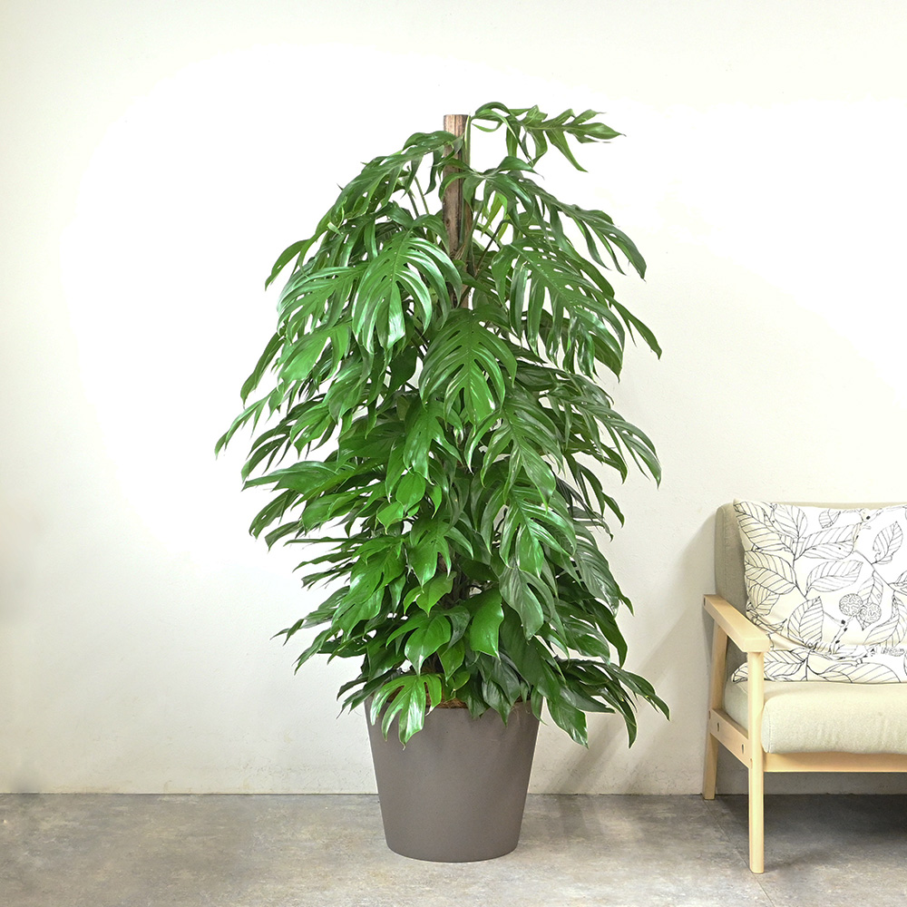 マングーカズラ