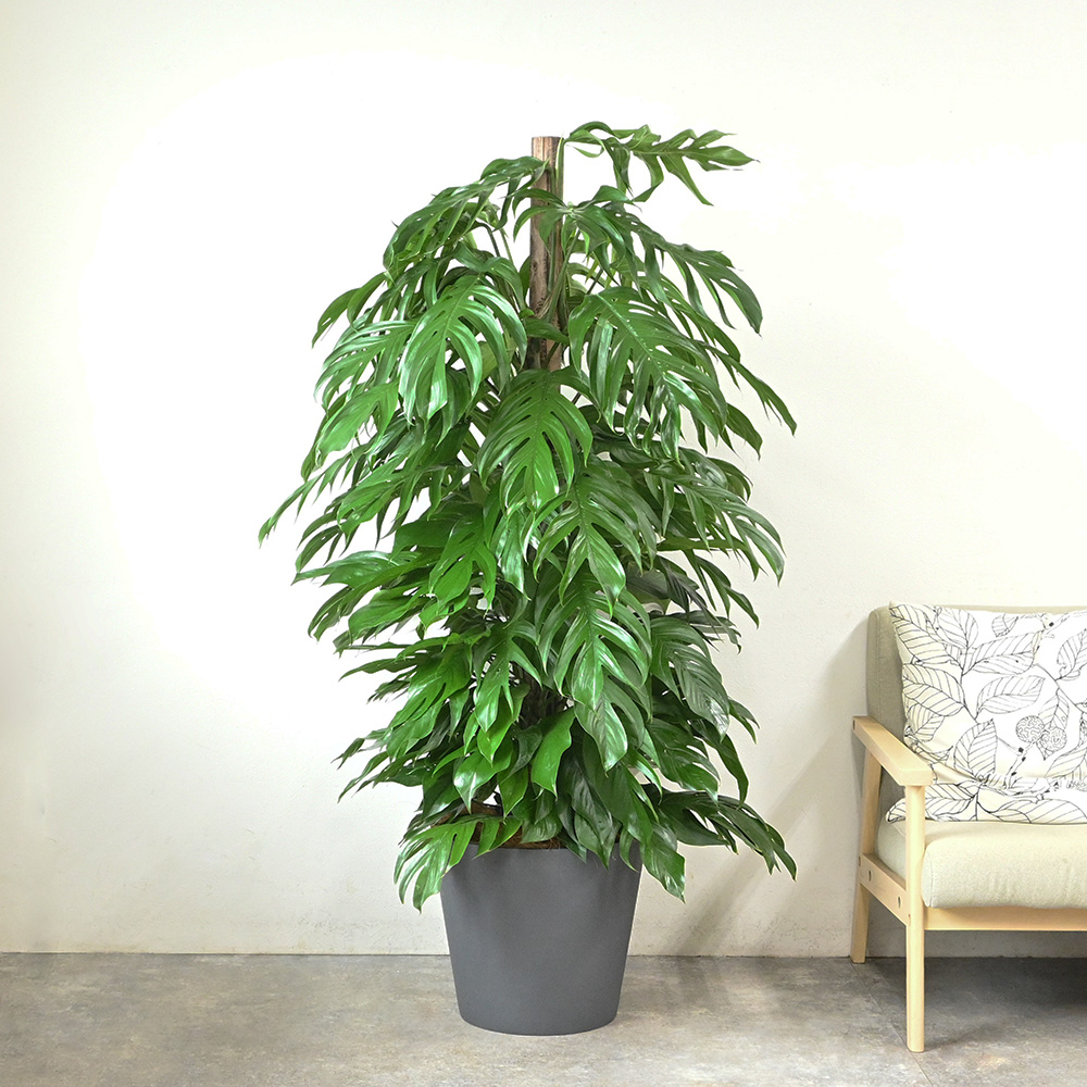 マングーカズラ