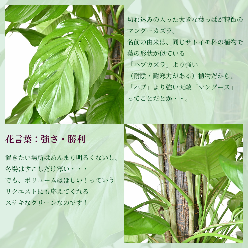 マングーカズラ