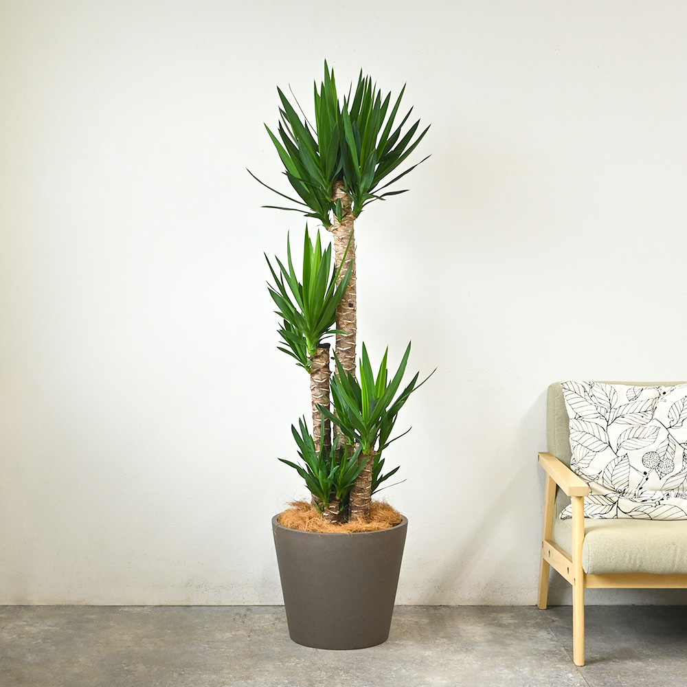 ユッカ・エレファンティペス