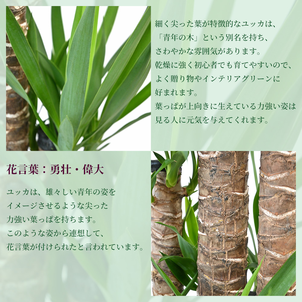 ユッカ・エレファンティペス