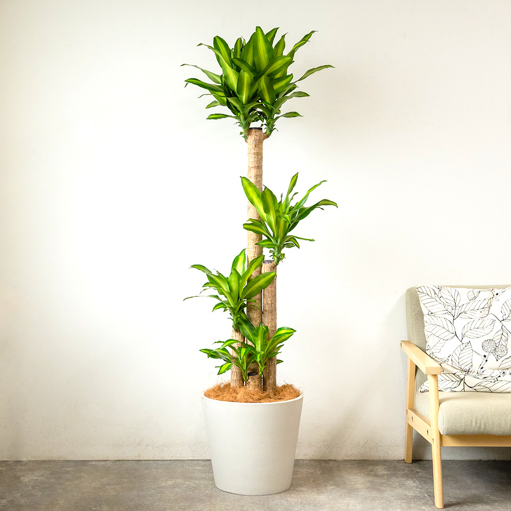 ドラセナ・マッサンゲアナ（幸福の木）