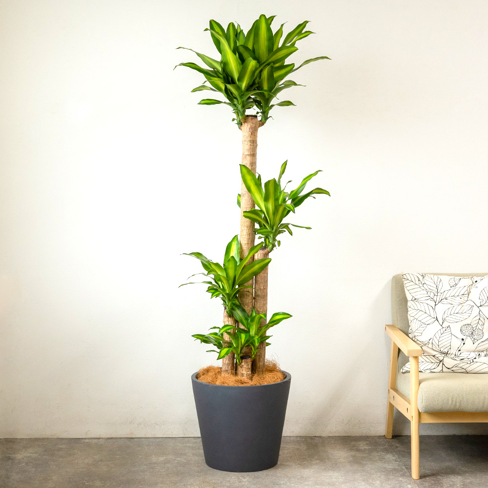 ドラセナ・マッサンゲアナ（幸福の木）