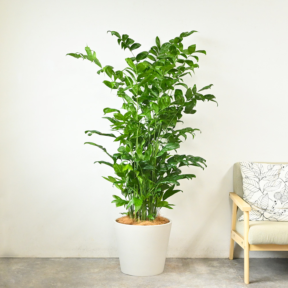 高性チャメドレア