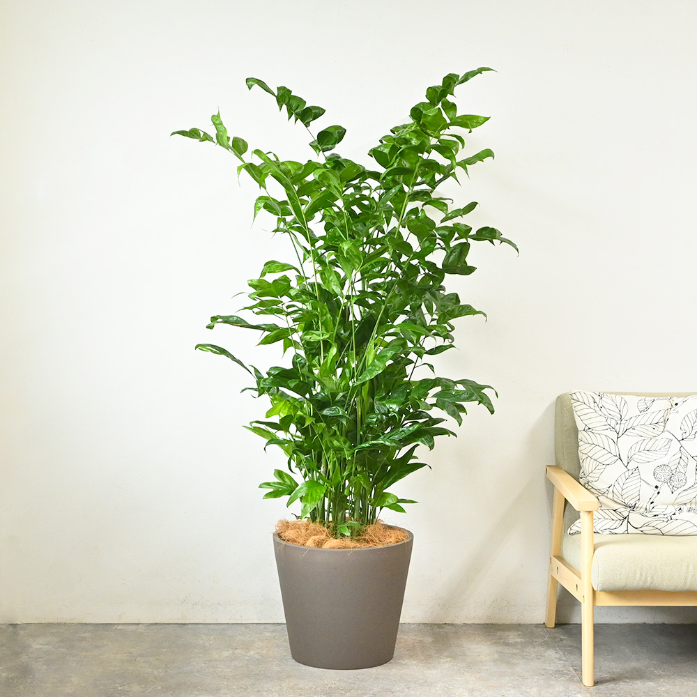 高性チャメドレア